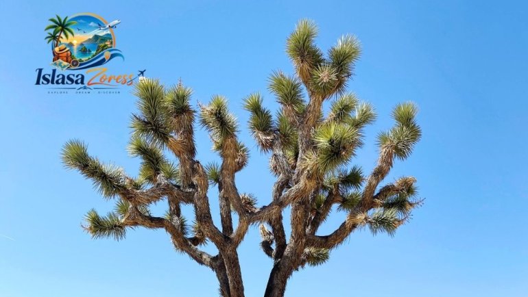 Joshua Tree National Park
